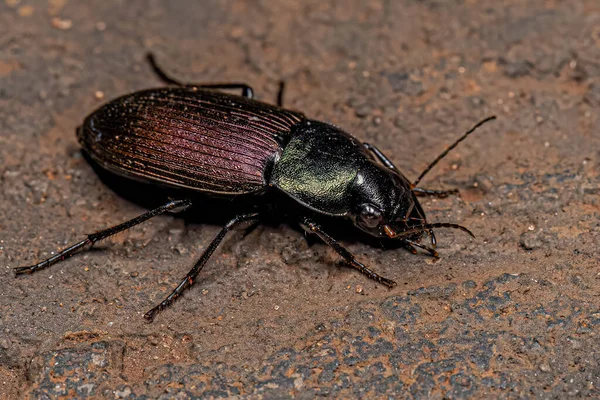 Adult Ground Beetle Species Neoaulacoryssus Speciosus — Stock Photo, Image