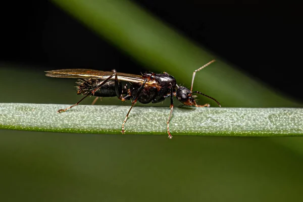 Adulto Masculino Alado Carpinteiro Formiga Gênero Camponotus — Fotografia de Stock