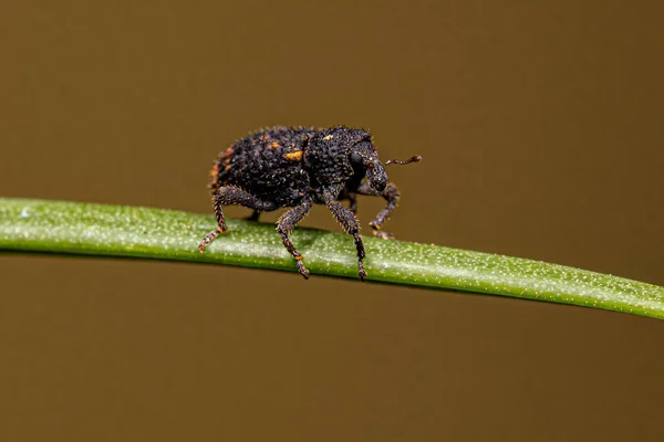 Volwassen Echte Weevil Van Familie Curculionidae — Stockfoto