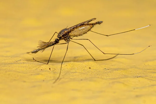 stock image Adult Malaria Mosquito of the Genus Anopheles