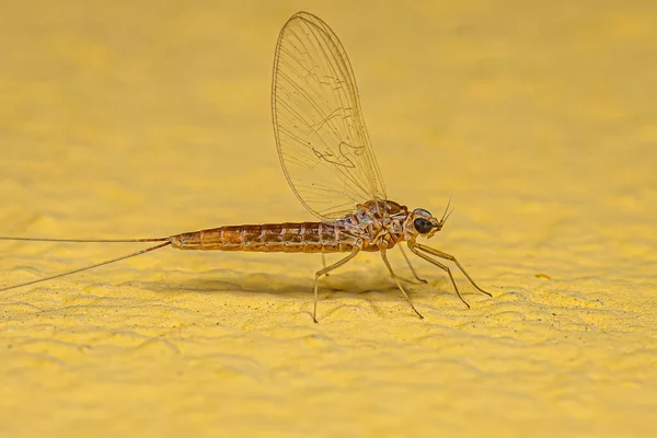 Dospělý Samice Mayfly Hmyz Čeledi Baetidae — Stock fotografie