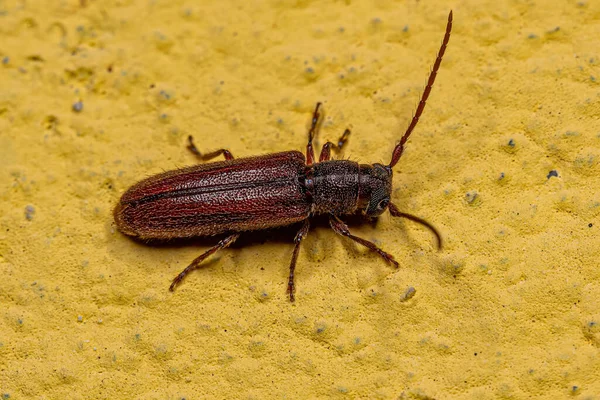 Дорослі Типові Лонгхорн Жук Родини Cerambycidae — стокове фото