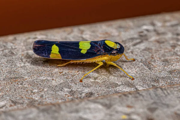 Erwachsene Scharfschützen Insekt Der Familie Cicadellidae — Stockfoto