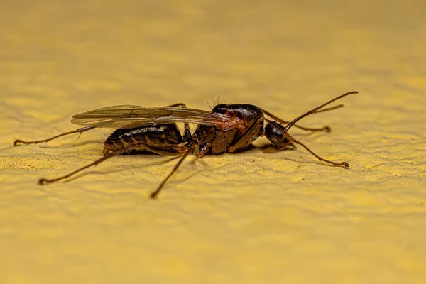 Dorosły Stolarz Skrzydlaty Mrówka Rodzaju Camponotus — Zdjęcie stockowe