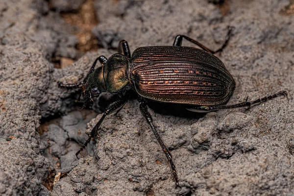 Ausgewachsene Raupenjäger Käfer Der Gattung Calosoma — Stockfoto