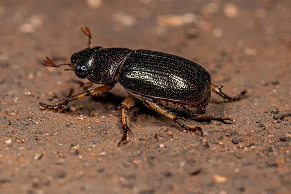 Escarabajo Chafer Hoja Luminosa Adulto Subfamilia Rutelinae — Foto de Stock