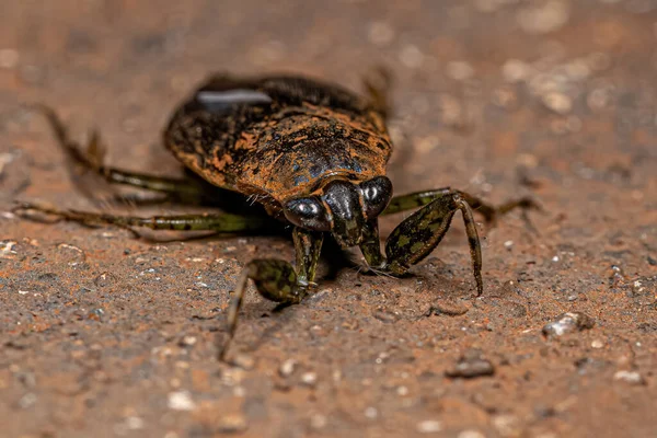 Ενηλίκων Giant Water Bug Του Genus Belostoma — Φωτογραφία Αρχείου