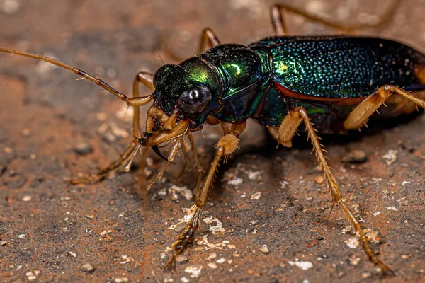 Tetracha Cinsinden Yetişkin Metalik Kaplan Böceği — Stok fotoğraf