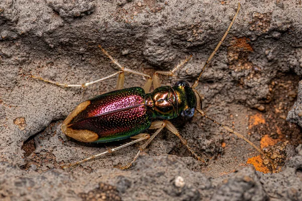 Tetracha Cinsinden Yetişkin Metalik Kaplan Böceği — Stok fotoğraf