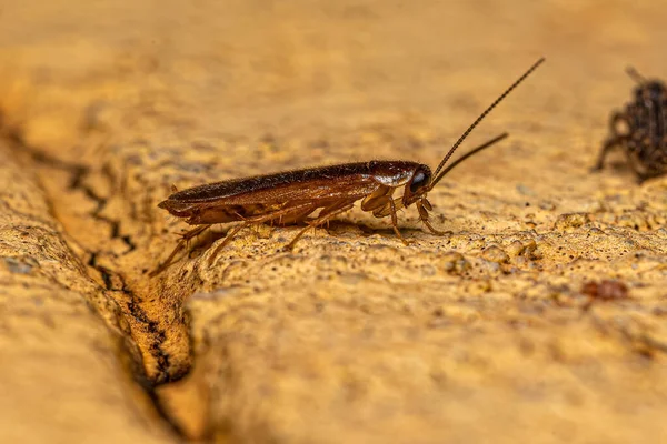 Adult Sand Cockroach Van Familie Corydiidae — Stockfoto