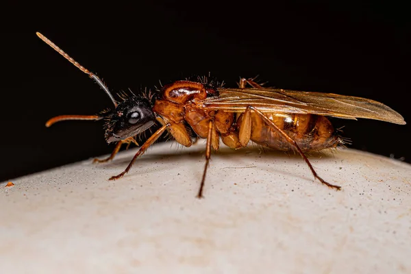 Взрослая Плотница Королева Муравей Рода Camponotus — стоковое фото
