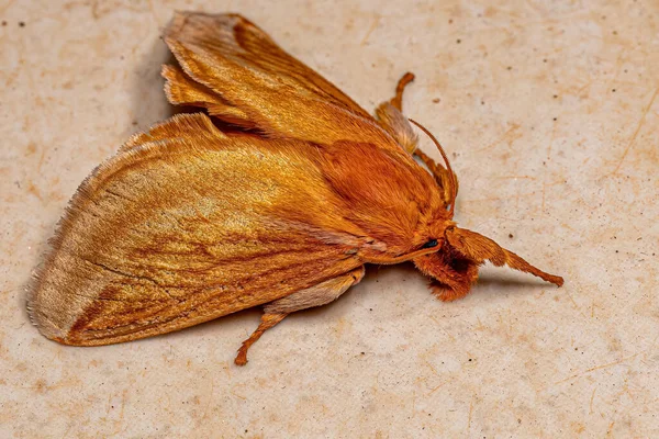 Взрослая Самка Слизняка Caterpillar Moth Вида Perola Villosipes — стоковое фото