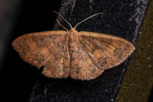 Adult Geometer Moth Släktet Semaeopus — Stockfoto