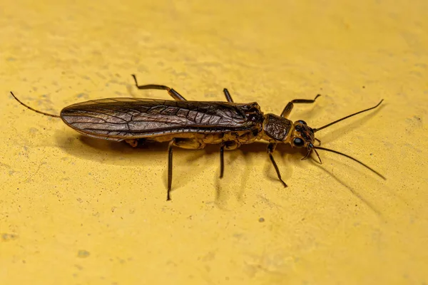 Adultes Steinfliegeninsekt Der Ordnung Plecoptera — Stockfoto