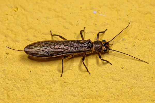 Adult Common Stonefly Insect Order Plecoptera — Stock Photo, Image