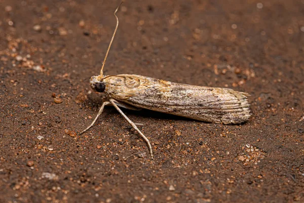 Moth Dla Dorosłych Owady Rzędu Lepidoptera — Zdjęcie stockowe