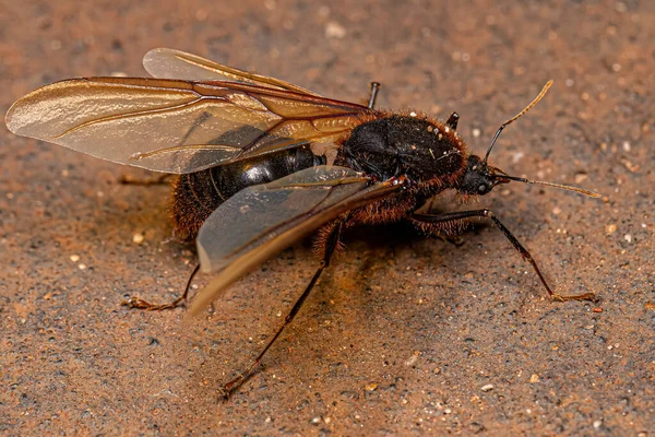 Dorosły Mężczyzna Skrzydlaty Atta Przecinak Liści Mrówka Rodzaju Atta — Zdjęcie stockowe