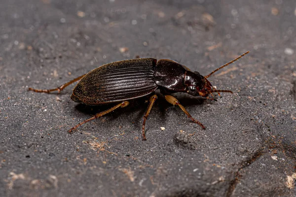 Escarabajo Terrestre Adulto Familia Carabidae — Foto de Stock