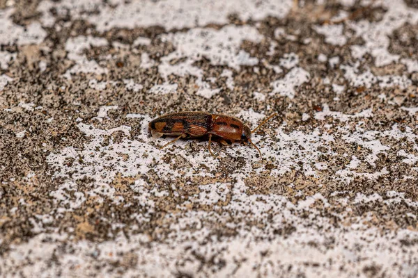 Взрослый Жучок Семейства Elateridae — стоковое фото