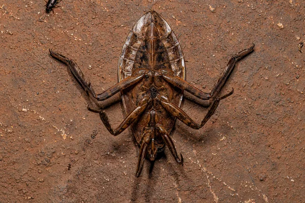 Adult Giant Water Bug Genus Belostoma — 스톡 사진