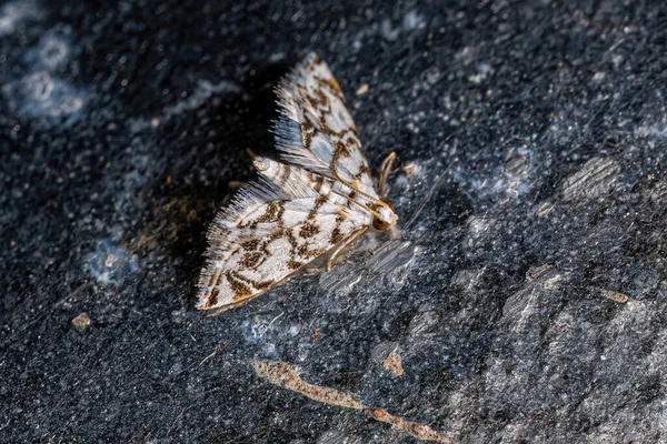 Dospělí Crambid Moth Čeledi Crambidae — Stock fotografie