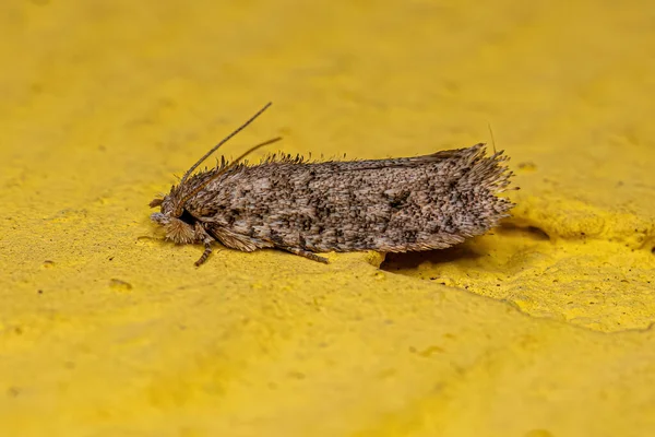 Adult Grass Tubeworm Moth Family Tineidae — стоковое фото