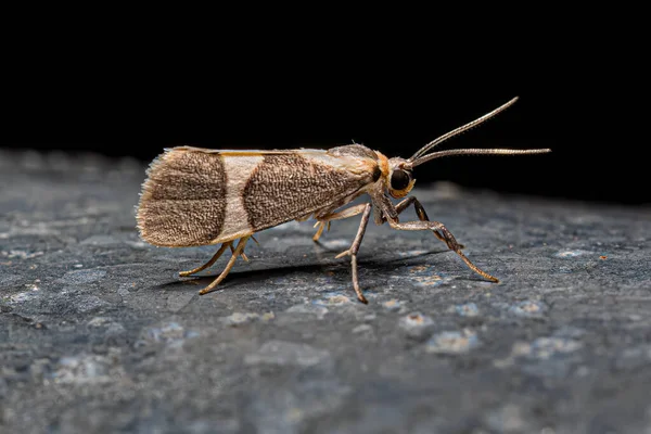 Adult Lichen Moth Της Φυλής Lithosiini — Φωτογραφία Αρχείου