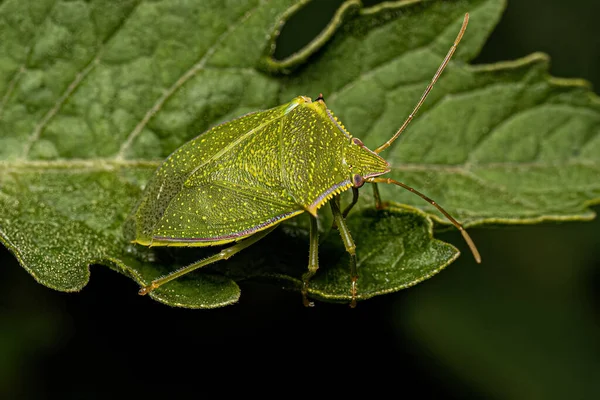 Ενηλίκων Stink Bug Του Genus Loxa — Φωτογραφία Αρχείου
