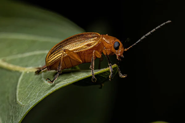 Escarabajo Amarillo Hojas Adultas Del Género Metaxyonycha —  Fotos de Stock