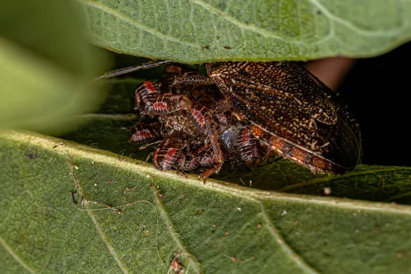 Adult Female Stink Bug Din Specia Antiteuchus Tripterus Protejarea Ouălor — Fotografie, imagine de stoc