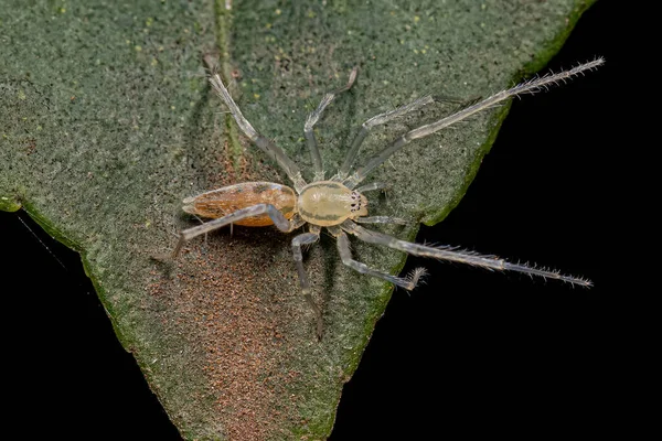 Μικρή Αράχνη Φάντασμα Της Οικογένειας Anyphaenidae — Φωτογραφία Αρχείου