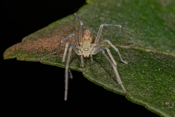 Μικρή Αράχνη Φάντασμα Της Οικογένειας Anyphaenidae — Φωτογραφία Αρχείου