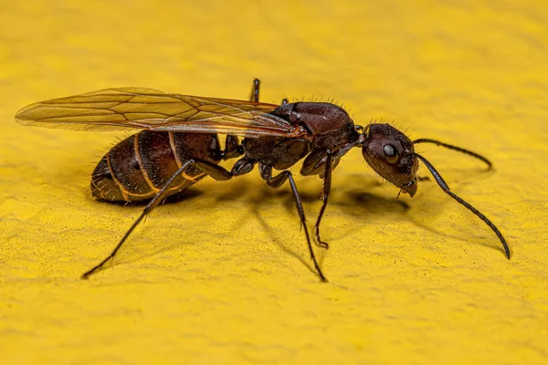 Ausgewachsene Zimmermannskönigin Der Art Camponotus Leydigi — Stockfoto