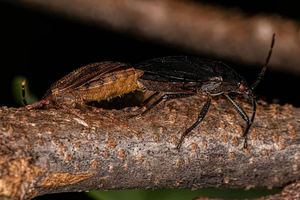 Ενηλίκων Stink Bugs Species Σύζευξη Antiteuchus Tripterus — Φωτογραφία Αρχείου