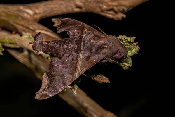 Dospělí Swift Winged Sfinga Moth Druhu Enyo Ocypete — Stock fotografie