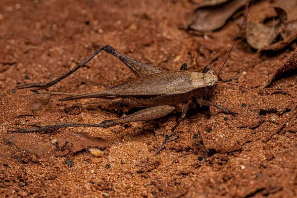 Adult True Cricket Genus Eneoptera — Stock Photo, Image