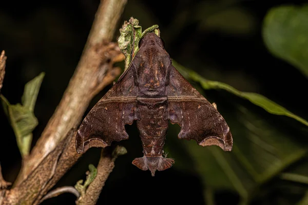Moth Gatunku Enyo Ocypete Dla Dorosłych Skrzydłami Sfinksa — Zdjęcie stockowe