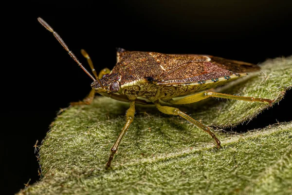成虫的捕食性臭虫 Podisus Nigrispinus — 图库照片