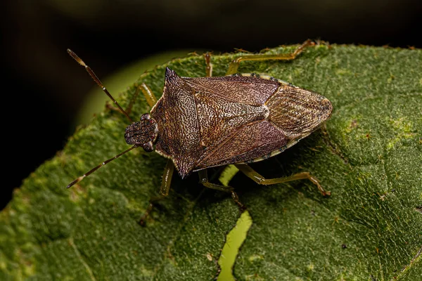 Ενηλίκων Predatory Stink Bug Του Είδους Podisus Nigrispinus — Φωτογραφία Αρχείου