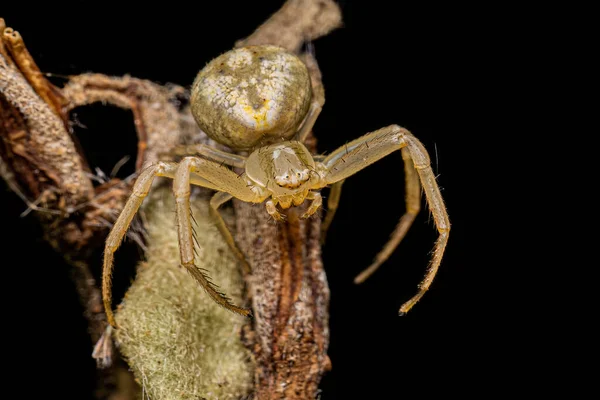 Μικρό Θηλυκό Καβούρι Αράχνη Της Οικογένειας Thomisidae — Φωτογραφία Αρχείου