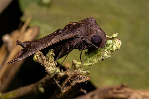 Дорослих Sphinx Moth Species Eño Ocypete — стокове фото
