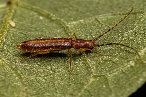 Typische Langwerpige Kever Uit Familie Van Boktorren Cerambycidae — Stockfoto
