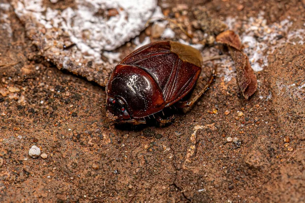 Burrowing Bug Adulto Familia Cydnidae — Foto de Stock