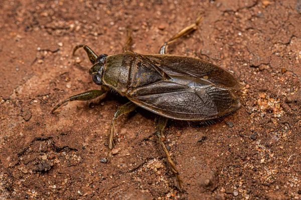 Adult Giant Water Bug Genus Belostoma — 스톡 사진