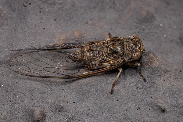 Adult Typical Cicada Tribe Fidicinini — Stock Photo, Image