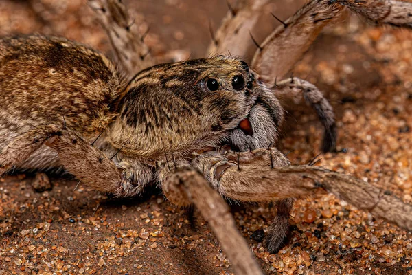 Дорослий Вовк Павук Родини Lycosidae — стокове фото