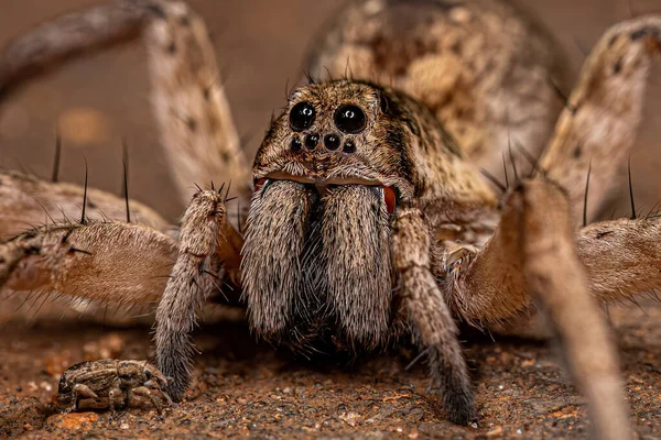 Lupo Femmina Adulta Spider Family Lycosidae — Foto Stock