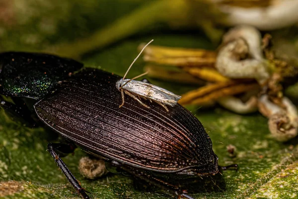 Adultes Motteninsekt Der Ordnung Lepidoptera Auf Einem Karabienkäfer — Stockfoto