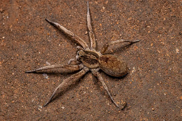 Adult Female Wolf Spider Της Οικογένειας Lycosidae — Φωτογραφία Αρχείου