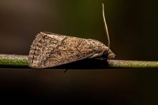 Inseto Traça Adulto Ordem Lepidoptera — Fotografia de Stock